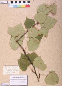 Betula pendula subsp. mandshurica (Regel) Ashburner & McAll., Сибирь, Центральная Сибирь (S3) (Россия)