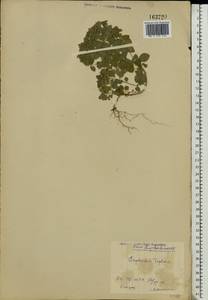 Молочай бутерлаковый, Молочай огородный L., Восточная Европа, Московская область и Москва (E4a) (Россия)