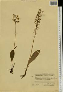 Любка двулистная, Ночная фиалка (L.) Rich., Сибирь, Центральная Сибирь (S3) (Россия)