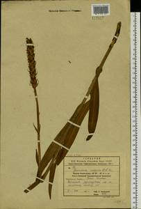 Кокушник длиннорогий (L.) R.Br., Сибирь, Дальний Восток (S6) (Россия)