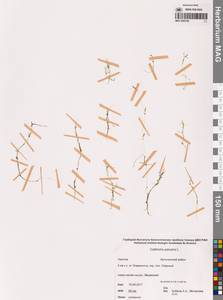 Болотник обыкновенный L., Сибирь, Чукотка и Камчатка (S7) (Россия)