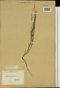 Psephellus trinervius (Willd.) Wagenitz, Восточная Европа, Северо-Украинский район (E11) (Украина)