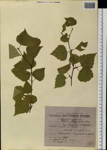 Betula pendula subsp. mandshurica (Regel) Ashburner & McAll., Сибирь, Чукотка и Камчатка (S7) (Россия)