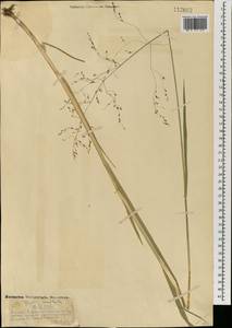 Манник литовский (Gorski) Gorski, Монголия (MONG) (Монголия)