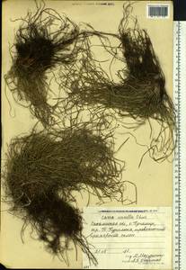 Carex callitrichos var. nana (H.Lév. & Vaniot) S.Yun Liang, L.K.Dai & Y.C.Tang, Сибирь, Дальний Восток (S6) (Россия)