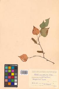 Betula pendula subsp. mandshurica (Regel) Ashburner & McAll., Сибирь, Дальний Восток (S6) (Россия)