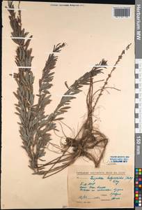 Леспедеца ситниковая (L.f.) Pers., Сибирь, Прибайкалье и Забайкалье (S4) (Россия)