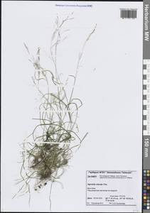 Полевица булововидная Trin., Сибирь, Центральная Сибирь (S3) (Россия)