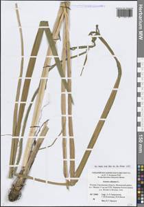 Аир обыкновенный L., Восточная Европа, Западный район (E3) (Россия)