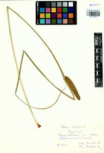 Аир обыкновенный L., Сибирь, Прибайкалье и Забайкалье (S4) (Россия)