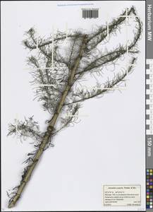 Полынь веничная, Полынь метельчатая Waldst. & Kit., Восточная Европа, Московская область и Москва (E4a) (Россия)