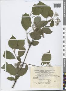 Свидина южная (C.A.Mey.) Jáv., Кавказ, Краснодарский край и Адыгея (K1a) (Россия)