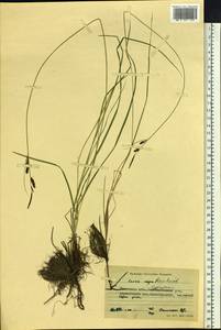 Осока черная (L.) Reichard, Сибирь, Западная Сибирь (S1) (Россия)