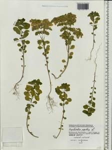 Молочай бутерлаковый, Молочай огородный L., Восточная Европа, Московская область и Москва (E4a) (Россия)