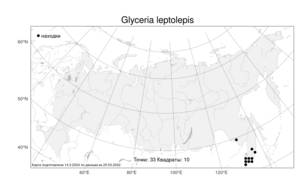 Glyceria leptolepis, Манник тонкочешуйный Ohwi, Атлас флоры России (FLORUS) (Россия)