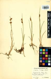Juncus castaneus subsp. triceps (Rostk.) V. Novik., Сибирь, Прибайкалье и Забайкалье (S4) (Россия)