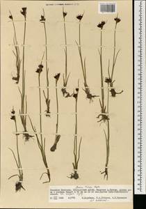 Juncus castaneus subsp. triceps (Rostk.) V. Novik., Монголия (MONG) (Монголия)
