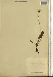 Одуванчик лекарственный Weber ex F. H. Wigg., Восточная Европа, Эстония (E2c) (Эстония)