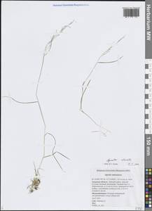 Полевица булововидная Trin., Сибирь, Дальний Восток (S6) (Россия)