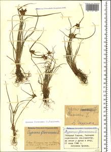 Cyperus flavescens L., Кавказ, Ставропольский край, Карачаево-Черкесия, Кабардино-Балкария (K1b) (Россия)