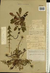 Одуванчик лекарственный Weber ex F. H. Wigg., Восточная Европа, Центральный лесостепной район (E6) (Россия)