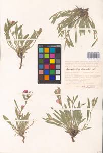 Вьюнок узколистный L., Восточная Европа, Нижневолжский район (E9) (Россия)