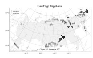 Saxifraga flagellaris, Камнеломка плетистая Sternb. & Willd., Атлас флоры России (FLORUS) (Россия)