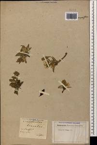 Вьюнок узколистный L., Кавказ, Грузия (K4) (Грузия)