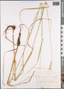 Лисохвост тростниковидный Poir., Сибирь, Западная Сибирь (S1) (Россия)