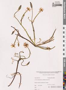 Арктолютик Палласа (Schltdl.) Á.Löve & D.Löve, Сибирь, Чукотка и Камчатка (S7) (Россия)