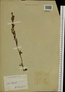 Горечавочка язычковая (C. Agardh) T. Karlsson, Сибирь, Западный (Казахстанский) Алтай (S2a) (Казахстан)