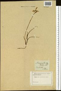 Иксиолирион татарский (Pall.) Schult. & Schult.f., Сибирь и Дальний Восток (без точных местонахождений) (S0) (Россия)