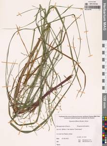 Манник литовский (Gorski) Gorski, Сибирь, Чукотка и Камчатка (S7) (Россия)