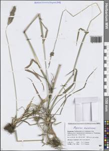 Лисохвост тростниковидный Poir., Сибирь, Прибайкалье и Забайкалье (S4) (Россия)