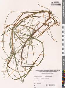 Манник литовский (Gorski) Gorski, Сибирь, Чукотка и Камчатка (S7) (Россия)