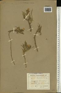 Вьюнок узколистный L., Восточная Европа, Южно-Украинский район (E12) (Украина)