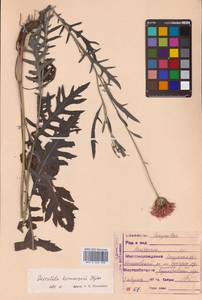 Klasea centauroides subsp. komarovii (Iljin) L.Martins, Сибирь, Дальний Восток (S6) (Россия)