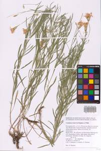 Psephellus trinervius (Willd.) Wagenitz, Восточная Европа, Ростовская область (E12a) (Россия)