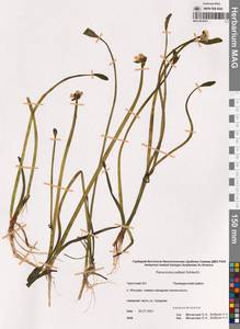 Арктолютик Палласа (Schltdl.) Á.Löve & D.Löve, Сибирь, Чукотка и Камчатка (S7) (Россия)