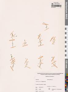 Болотник обыкновенный L., Сибирь, Чукотка и Камчатка (S7) (Россия)