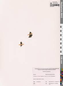 Болотник обыкновенный L., Сибирь, Якутия (S5) (Россия)