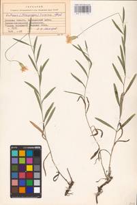 Psephellus trinervius (Willd.) Wagenitz, Восточная Европа, Южно-Украинский район (E12) (Украина)