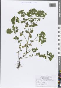 Молочай бутерлаковый, Молочай огородный L., Восточная Европа, Центральный лесостепной район (E6) (Россия)