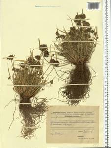 Cyperus flavescens L., Восточная Европа, Южно-Украинский район (E12) (Украина)
