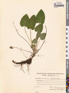 Фиалка коротковолосистая, Фиалка опушенная L., Сибирь, Западная Сибирь (S1) (Россия)