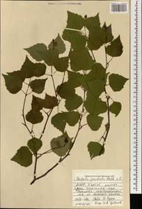Betula pendula subsp. mandshurica (Regel) Ashburner & McAll., Монголия (MONG) (Монголия)