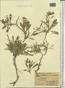 Вьюнок узколистный L., Восточная Европа, Северо-Украинский район (E11) (Украина)