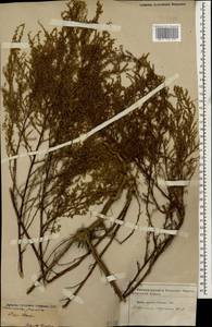 Полынь веничная, Полынь метельчатая Waldst. & Kit., Кавказ, Азербайджан (K6) (Азербайджан)