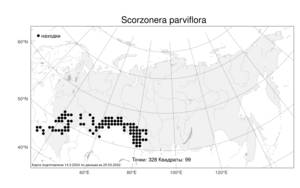 Scorzonera parviflora, Козелец мелкоцветковый Jacq., Атлас флоры России (FLORUS) (Россия)