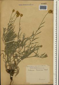 Psephellus trinervius (Willd.) Wagenitz, Крым (KRYM) (Россия)